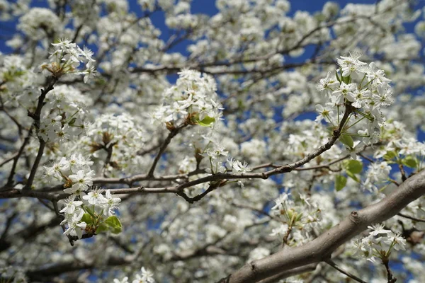 Peral Floreciente Primavera — Foto de Stock