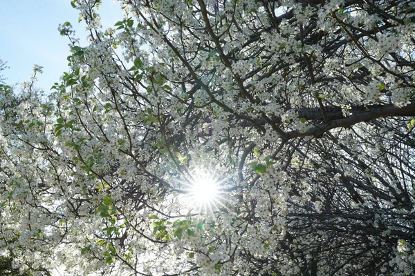 Güneş Yıldızın Içinden Çiçekli Armut Ağaç Bahar Sırasında — Stok fotoğraf