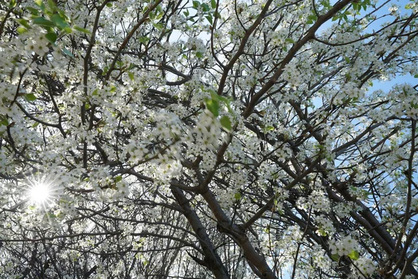 Estrela Sol Através Árvore Pêra Florida Durante Primavera — Fotografia de Stock