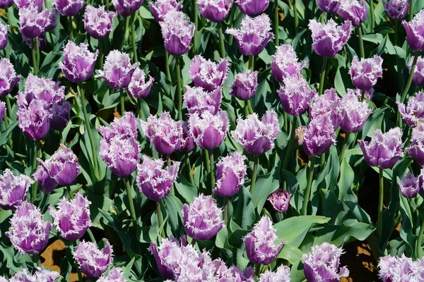 Vue Rapprochée Des Tulipes Violettes Blanches Printemps — Photo