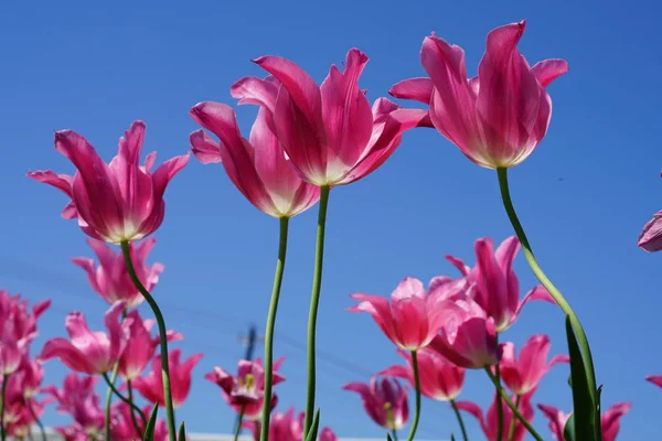 Close Vista Tulipas Rosa Durante Primavera — Fotografia de Stock