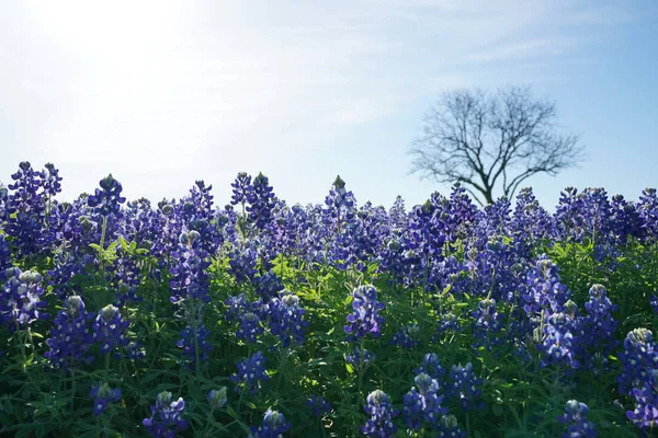 Vista Perto Texas Bluebonnet Flores Silvestres Durante Primavera — Fotografia de Stock