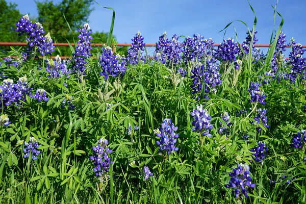 Vista Perto Texas Bluebonnet Flores Silvestres Durante Primavera — Fotografia de Stock