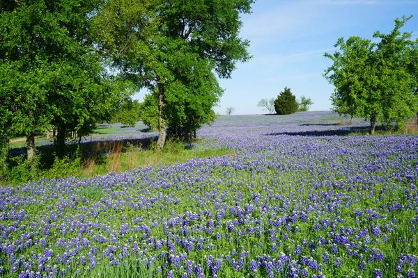 Äng Med Bluebonnet Blommor Blommar Våren — Stockfoto