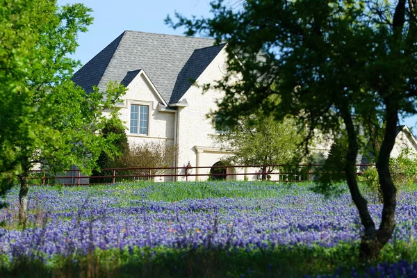 Large Country Home Field Bluebonnet Wildflowers Ennis Texas — Stock Photo, Image