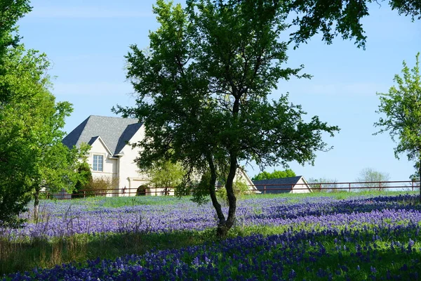 Groot Landhuis Met Veld Van Bluebonnet Wilde Bloemen Buurt Van — Stockfoto
