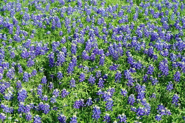 Закрыть Вид Дикие Цветы Texas Bluebonnet Весеннее Время — стоковое фото