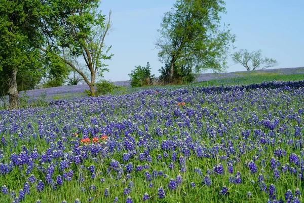 Bahar süre boyunca çiçek açan Bluebonnet kır çiçekleri ile çayır 