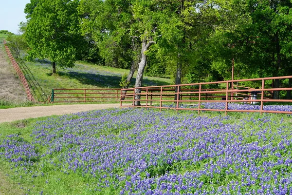 Vista Uma Estrada Rural Remota Texas Com Bluebonnet Flores Silvestres — Fotografia de Stock