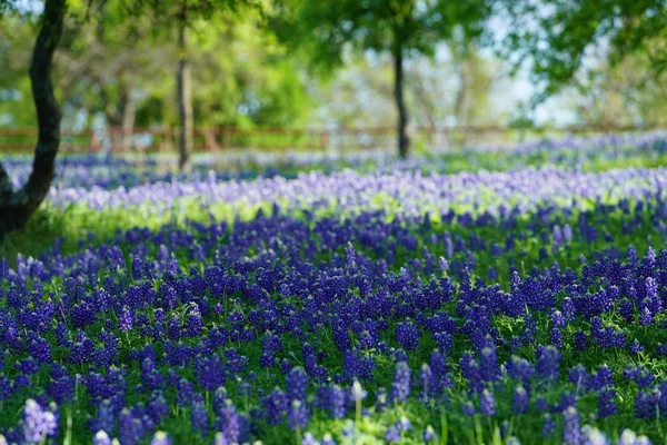 Louka Bluebonnet Květy Kvetoucí Jarním Období — Stock fotografie