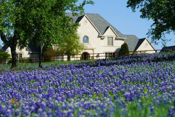 Büyük ülke ev Ennis, Texas yakınındaki Bluebonnet kır çiçekleri alan ile