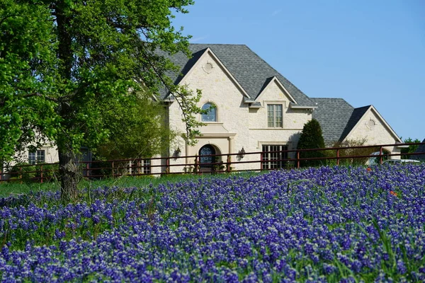 Groot Landhuis Met Veld Van Bluebonnet Wilde Bloemen Buurt Van — Stockfoto