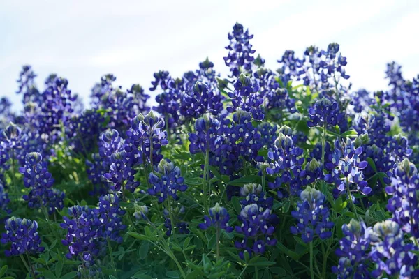 Nahaufnahme Von Texas Bluebonnet Wildflowers Während Des Frühlings — Stockfoto
