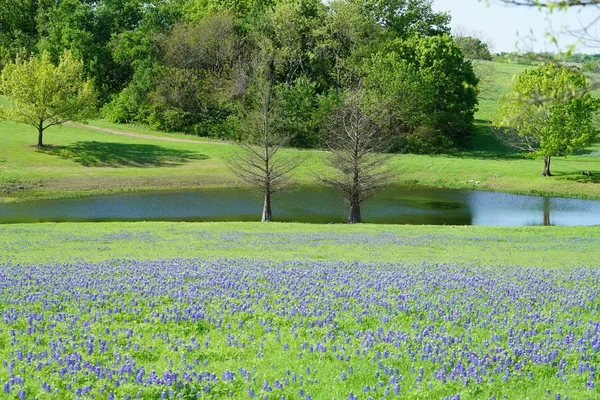 Fiume Campagna Con Fiori Selvatici Texas Bluebonnet Piena Fioritura Durante — Foto Stock