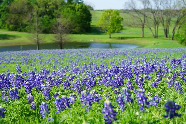 Texas Bluebonnet kır çiçekleri ile tam Bloom bahar mevsimi sırasında kırsalında nehir