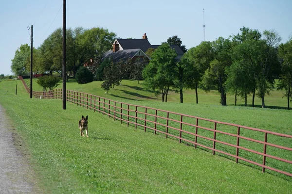 Hund Läuft Frühling Texas Der Nähe Einer Landstraße — Stockfoto
