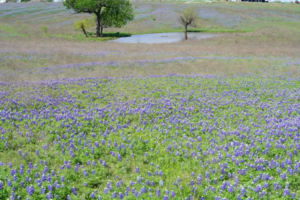 Prado Com Bluebonnet Flores Silvestres Florescendo Durante Primavera — Fotografia de Stock