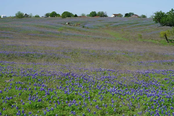 Weiland Met Bluebonnet Wilde Bloemen Bloeien Tijdens Lentetijd — Stockfoto