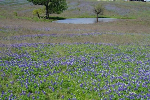 Łąka Bluebonnet Kwiaty Kwitnące Czasie Wiosny — Zdjęcie stockowe