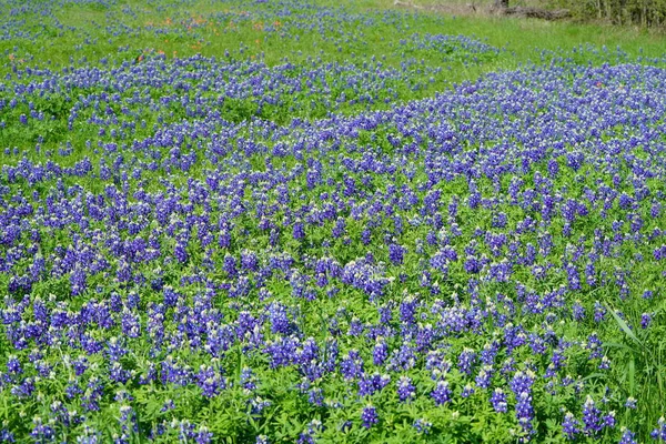 Weiland Met Bluebonnet Wilde Bloemen Bloeien Tijdens Lentetijd — Stockfoto