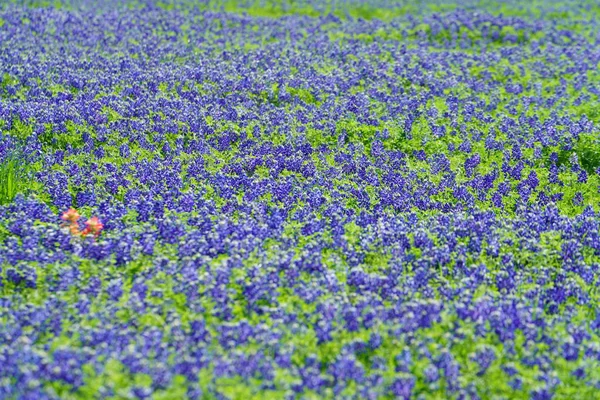 Close Van Texas Bluebonnet Wilde Bloemen Tijdens Lentetijd — Stockfoto