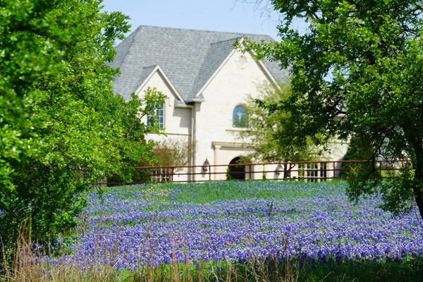 Groot Landhuis Met Veld Van Bluebonnet Wilde Bloemen Buurt Van — Stockfoto