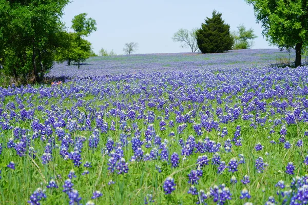 Rét Bluebonnet Vadvirágok Során Tavasszal Virágzó — Stock Fotó