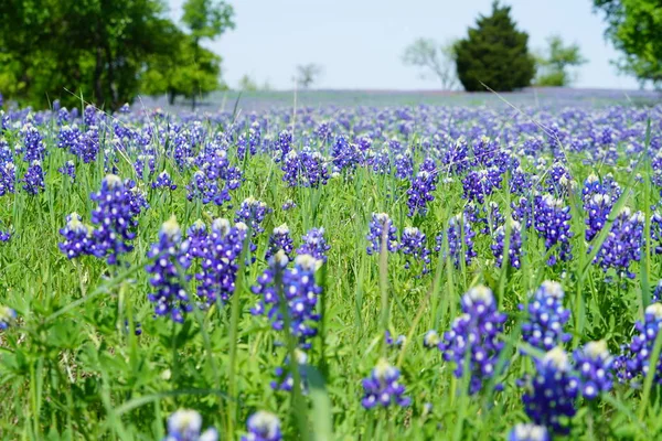 Κλείνω Πάνω Θέα Του Τέξας Bluebonnet Αγριολούλουδα Κατά Διάρκεια Του — Φωτογραφία Αρχείου