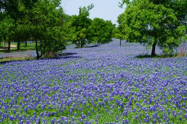 Bahar Süre Boyunca Çiçek Açan Bluebonnet Kır Çiçekleri Ile Çayır — Stok fotoğraf