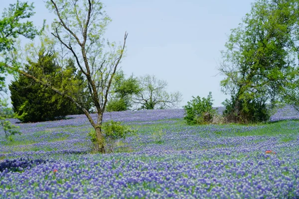 Prado Con Flores Silvestres Bluebonnet Floreciendo Durante Primavera — Foto de Stock