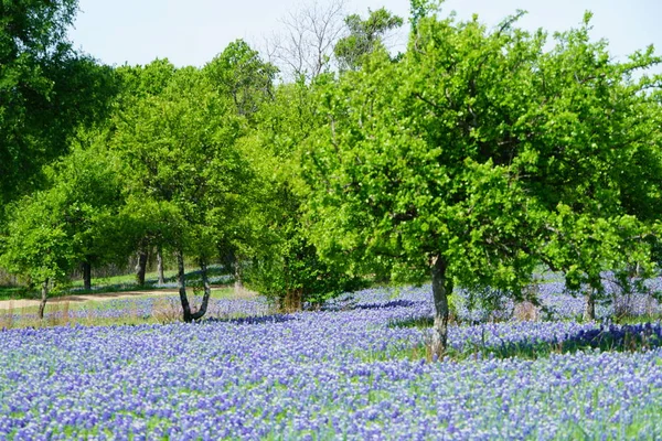 Bahar Süre Boyunca Çiçek Açan Bluebonnet Kır Çiçekleri Ile Çayır — Stok fotoğraf