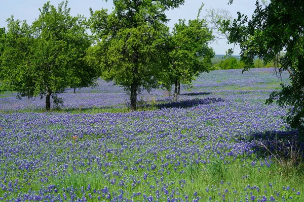 Bahar Süre Boyunca Çiçek Açan Bluebonnet Kır Çiçekleri Ile Çayır — Stok fotoğraf