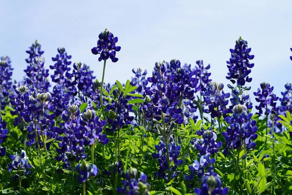 Zár Megjelöl Kilátás Texas Bluebonnet Wildflowers Tavaszi Időszakban — Stock Fotó