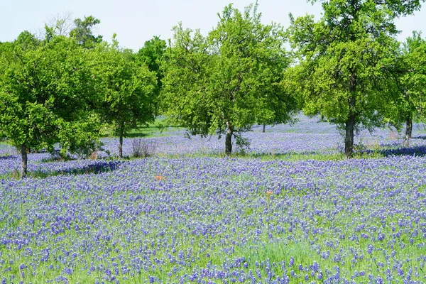 Äng Med Bluebonnet Blommor Blommar Våren — Stockfoto
