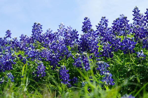 Vista Perto Texas Bluebonnet Flores Silvestres Durante Primavera — Fotografia de Stock