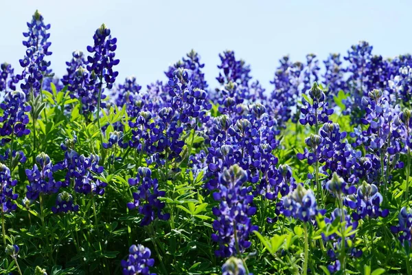 Bahar süre boyunca Texas Bluebonnet kır çiçekleri görünümünü kapat 