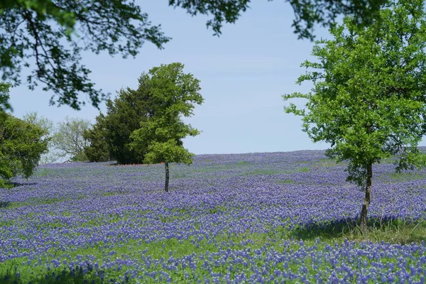 Bahar Süre Boyunca Çiçek Açan Bluebonnet Kır Çiçekleri Ile Çayır — Stok fotoğraf