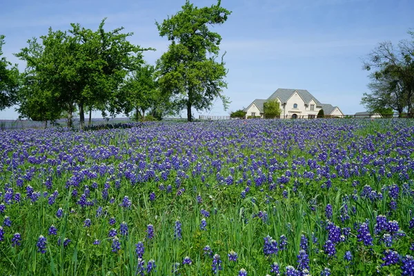 Büyük ülke ev Ennis, Texas yakınındaki Bluebonnet kır çiçekleri alan ile