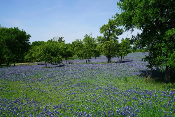 Bahar süre boyunca çiçek açan Bluebonnet kır çiçekleri ile çayır 