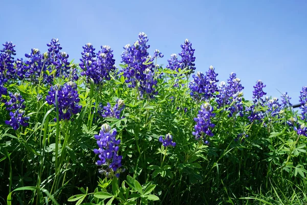 春の時間の中にテキサス ブルー ボンネットの野生の花の表示を閉じる — ストック写真