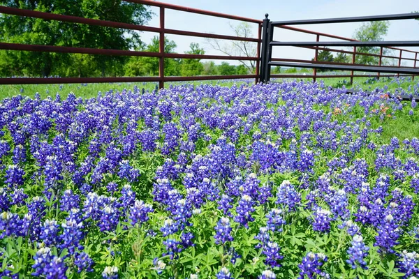 Close up view of Texas Bluebonnet wildflowers during spring time