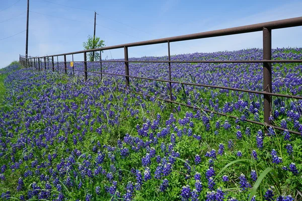Bahar süre boyunca çiçek açan Bluebonnet kır çiçekleri ile çayır 