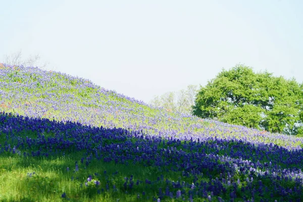 Weiland Met Bluebonnet Wilde Bloemen Bloeien Tijdens Lentetijd — Stockfoto