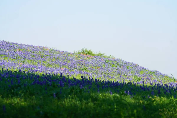 Prato Con Fiori Selvatici Bluebonnet Fioritura Durante Periodo Primaverile — Foto Stock