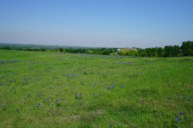 Bahar süre boyunca çiçek açan Bluebonnet kır çiçekleri ile çayır 