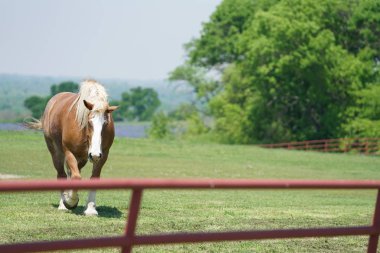 Ennis, Texas yakınındaki çit bahar süre boyunca, büyük at