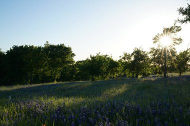 Bahar süre boyunca çiçek açan Bluebonnet kır çiçekleri ile çayır 