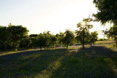 Bahar süre boyunca çiçek açan Bluebonnet kır çiçekleri ile çayır 