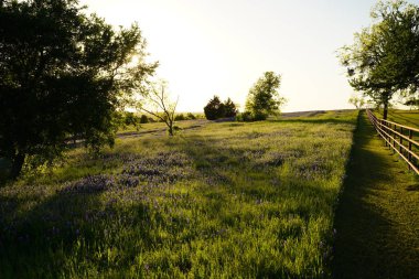 Bahar süre boyunca çiçek açan Bluebonnet kır çiçekleri ile çayır 