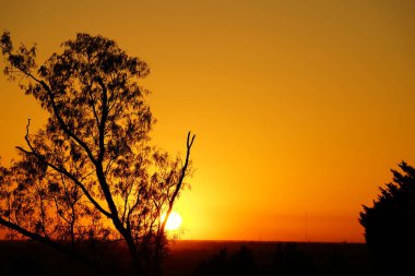 ağaçlar siluetleri üzerinde altın günbatımı sky